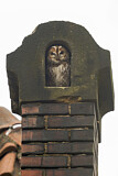 Image. Waldkauz