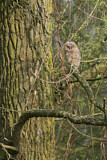 Image. Waldkauz