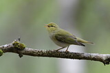 Image. Waldlaubsänger
