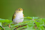 Image. Waldlaubsänger