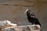 Image. Waldrapp