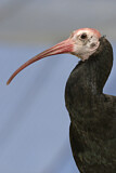Image. Waldrapp