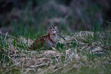 Image. Waldschnepfe