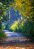 Image. Waldweg im Indian Summer