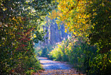 Image. Waldweg im Indian Summer