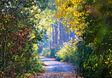 Image. Waldweg im Indian Summer