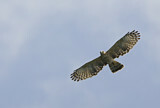 Image. Wallace's Hawk-Eagle