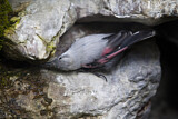 Image. Wallcreeper