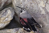 Image. Wallcreeper