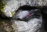 Image. Wallcreeper