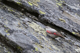 Image. Wallcreeper
