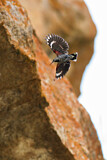 Image. Wallcreeper