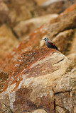 Image. Wallcreeper