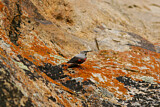 Image. Wallcreeper