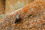 Image. Wallcreeper