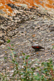 Image. Wallcreeper