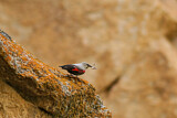 Image. Wallcreeper