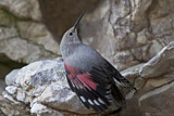 Image. Wallcreeper
