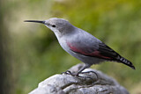 Image. Wallcreeper