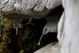 Image. Wallcreeper