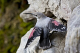 Image. Wallcreeper