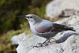 Image. Wallcreeper