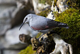 Image. Wallcreeper