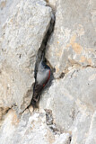 Image. Wallcreeper