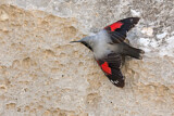 Image. Wallcreeper