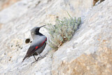 Image. Wallcreeper