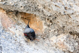 Image. Wallcreeper