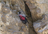 Image. Wallcreeper