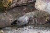 Image. Wallcreeper