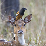 Image. Wanderbaumelster