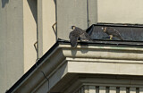 Image. Wanderfalke