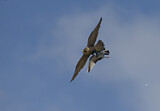 Image. Wanderfalke