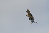 Image. Wanderfalke