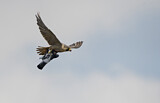 Image. Wanderfalke