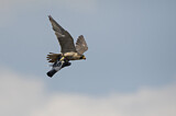 Image. Wanderfalke