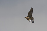 Image. Wanderfalke