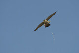 Image. Wanderfalke