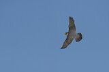 Image. Wanderfalke