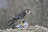 Image. Wanderfalke