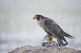 Image. Wanderfalke