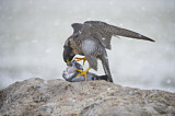 Image. Wanderfalke
