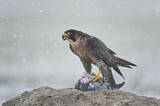Image. Wanderfalke