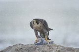 Image. Wanderfalke