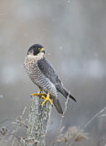 Image. Wanderfalke