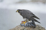 Image. Wanderfalke
