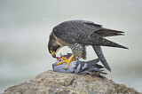 Image. Wanderfalke